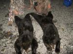 cornholers_2008_bear_hunt020