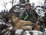 ibex_bezoar_1_small