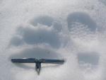 bear_hunting_spring_2008_060