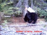 cornholers_08_trail_cam103