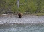 cornholers_2008_bear_hunt027
