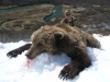 bear_hunting_spring_2008_094