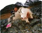 02_goat