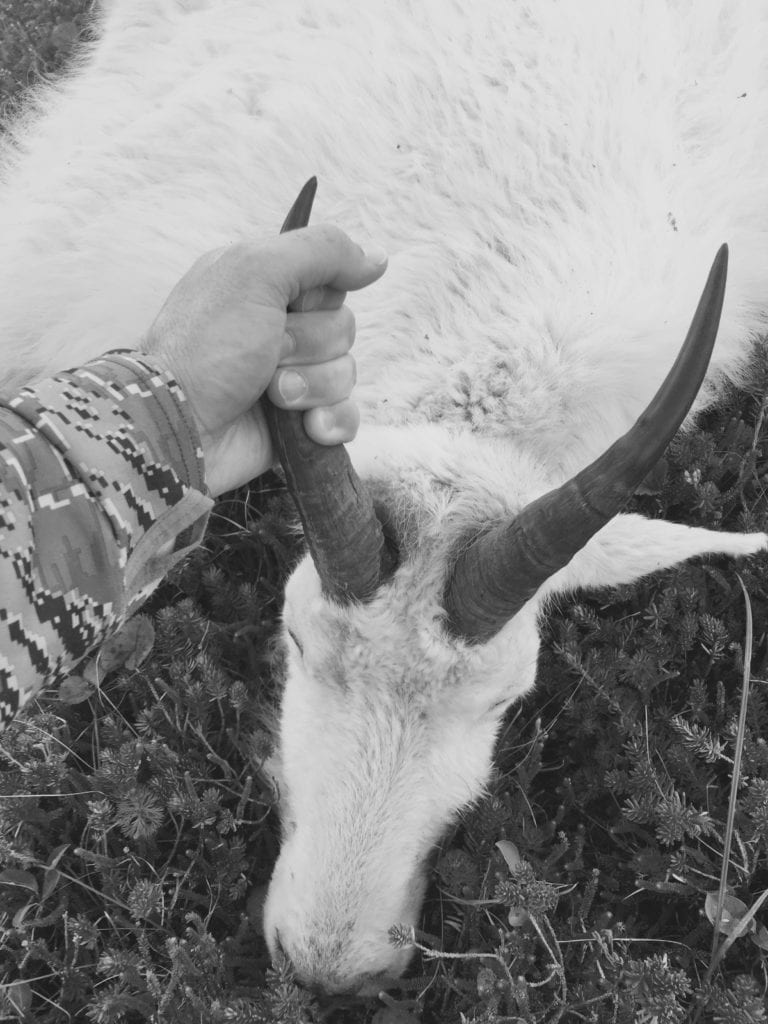 Alaska Guided Bear Hunts | Alaska Hunting Trips